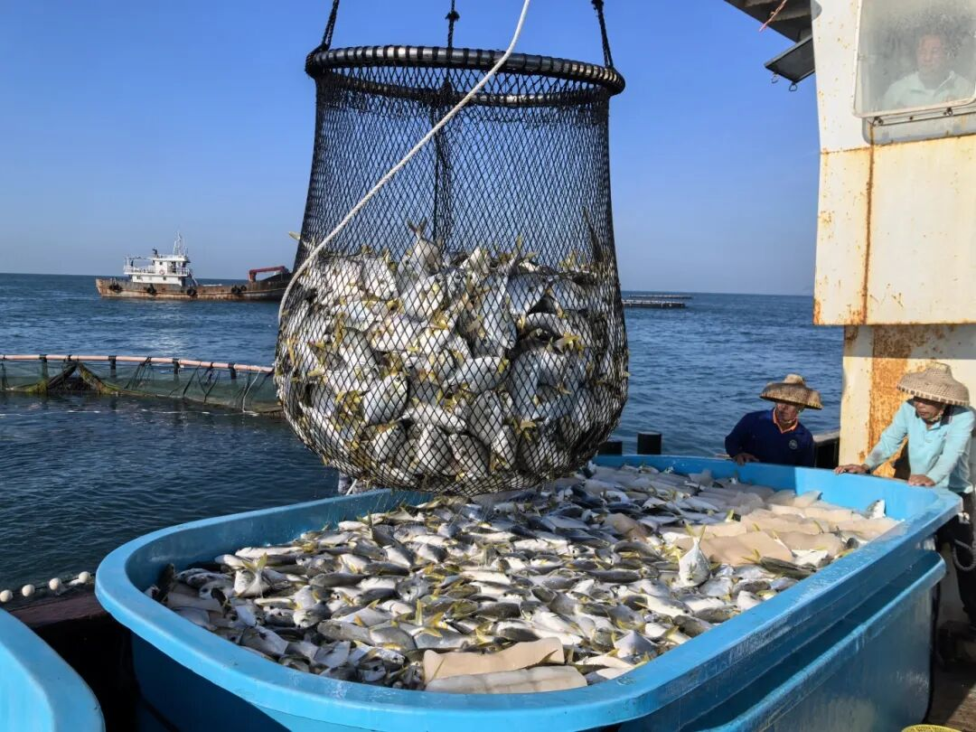 新年第一網(wǎng)！三亞環(huán)農(nóng)集團(tuán)旗下海洋公司西島海域金鯧魚正式開捕